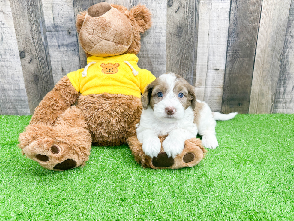 Little Portuguese Water Dog Poodle Mix Puppy