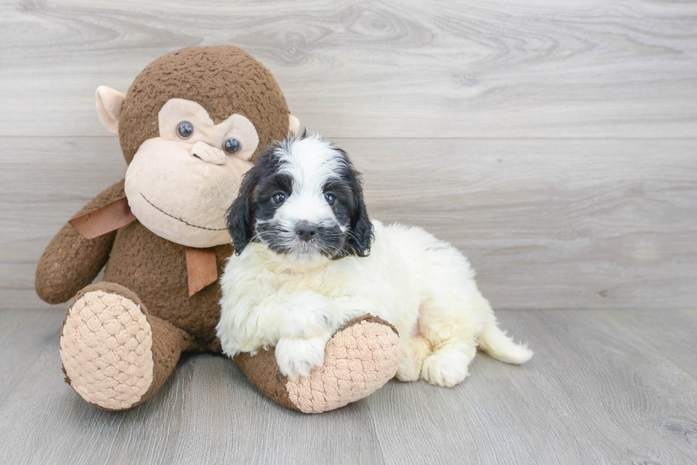 Playful Portuguese Water Dog Poodle Mix Puppy