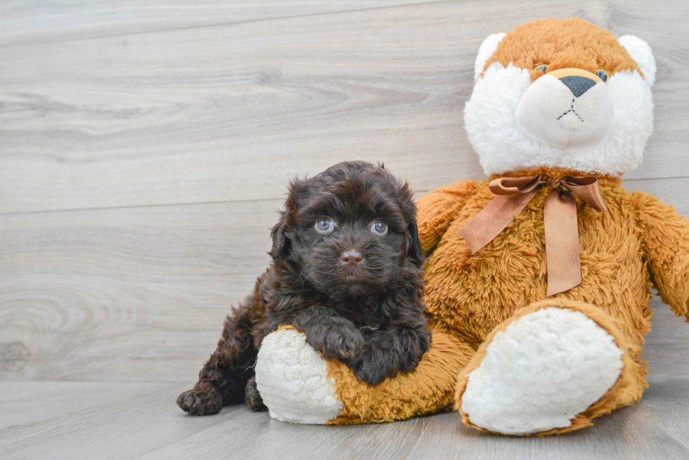 Mini Portidoodle Puppy for Adoption