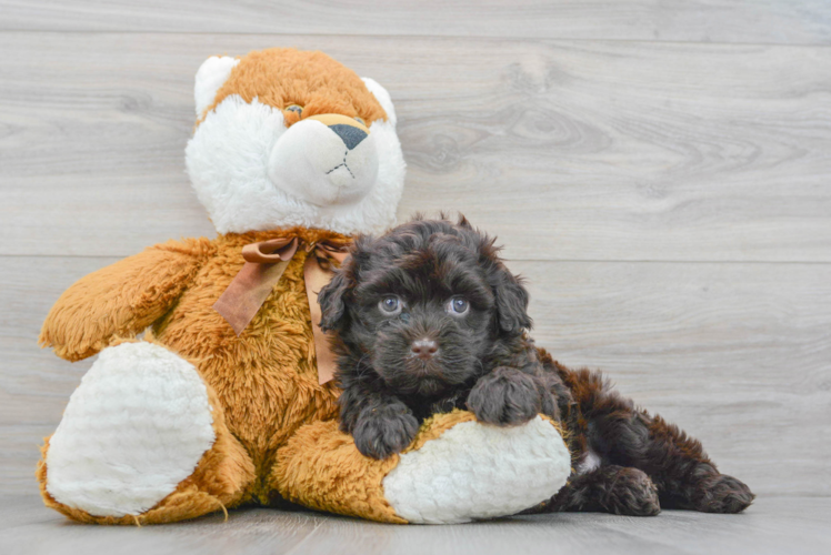 Mini Portidoodle Puppy for Adoption