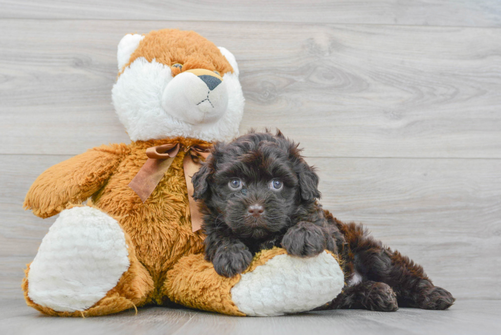 Mini Portidoodle Puppy for Adoption