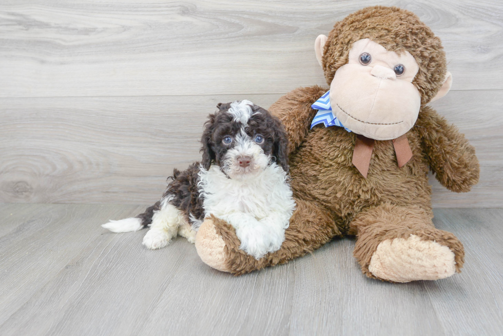 Energetic Portuguese Water Dog Poodle Mix Puppy