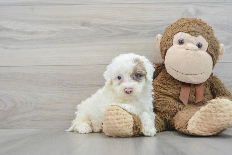 Meet Sara - our Mini Portidoodle Puppy Photo 1/3 - Premier Pups