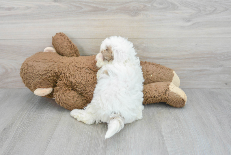 Meet Sara - our Mini Portidoodle Puppy Photo 2/3 - Premier Pups