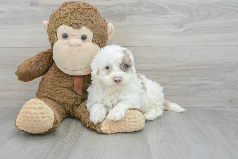 Meet Sara - our Mini Portidoodle Puppy Photo 3/3 - Premier Pups
