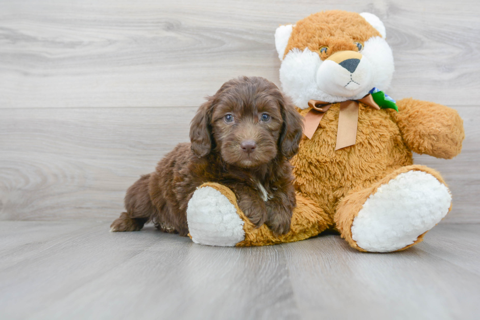 Energetic Portuguese Water Dog Poodle Mix Puppy