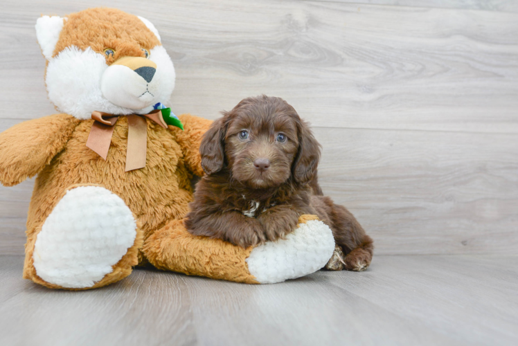 Popular Mini Portidoodle Poodle Mix Pup