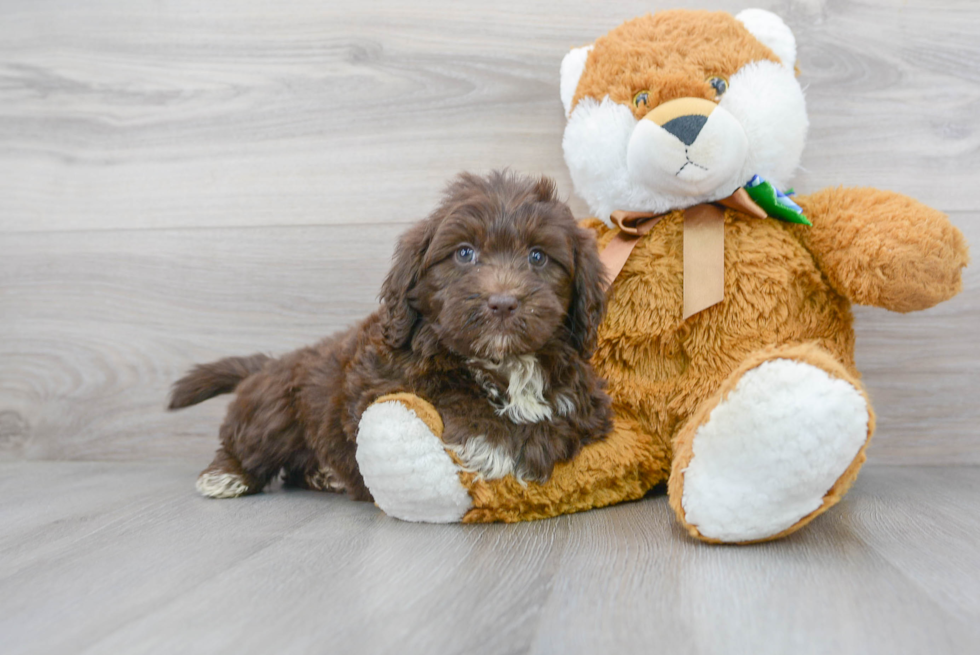 Mini Portidoodle Pup Being Cute