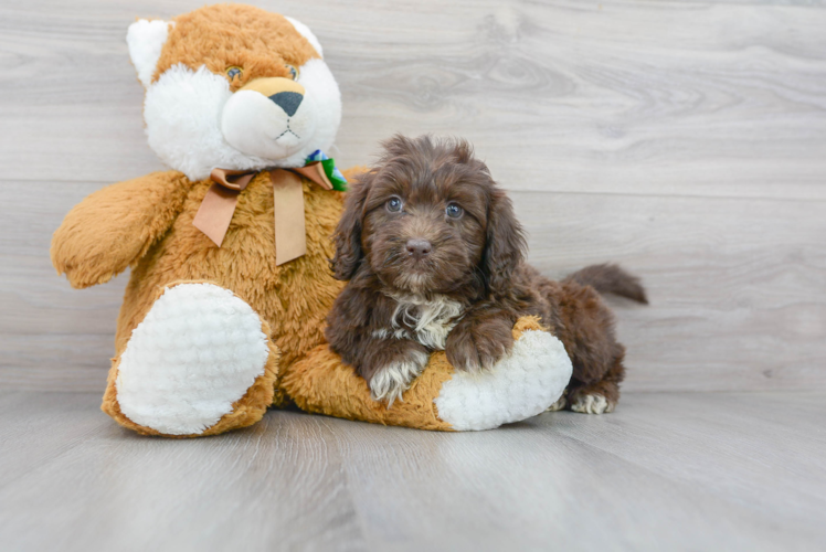 Funny Mini Portidoodle Poodle Mix Pup