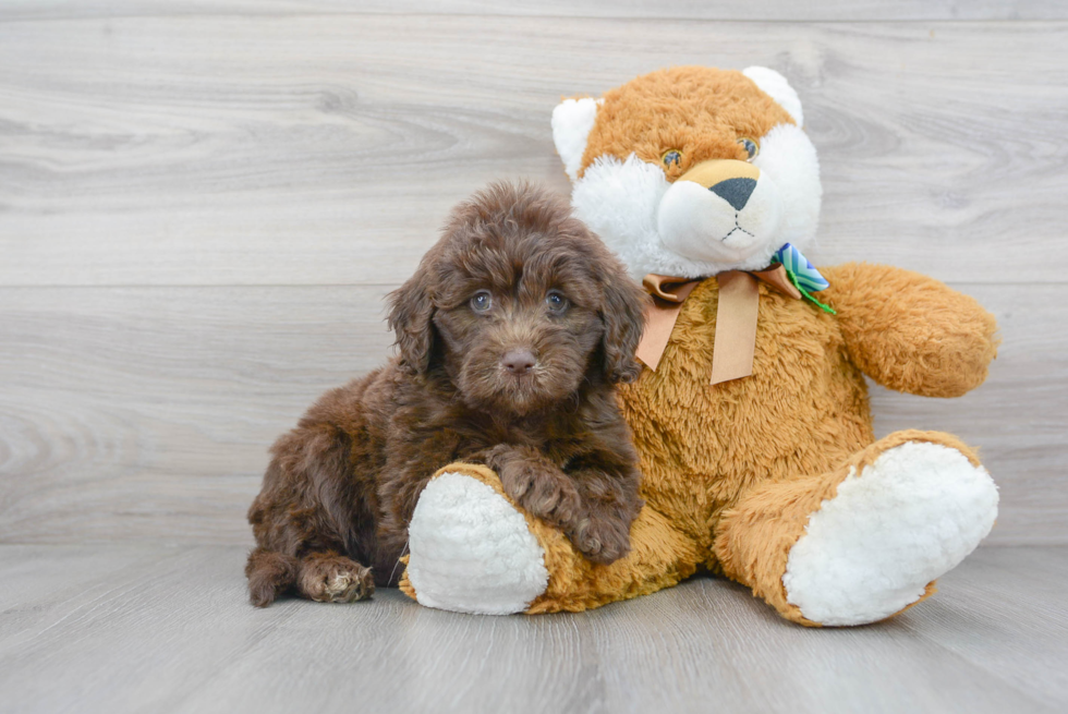 Cute Mini Portidoodle Baby