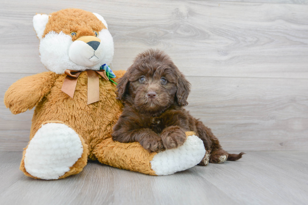 Best Mini Portidoodle Baby