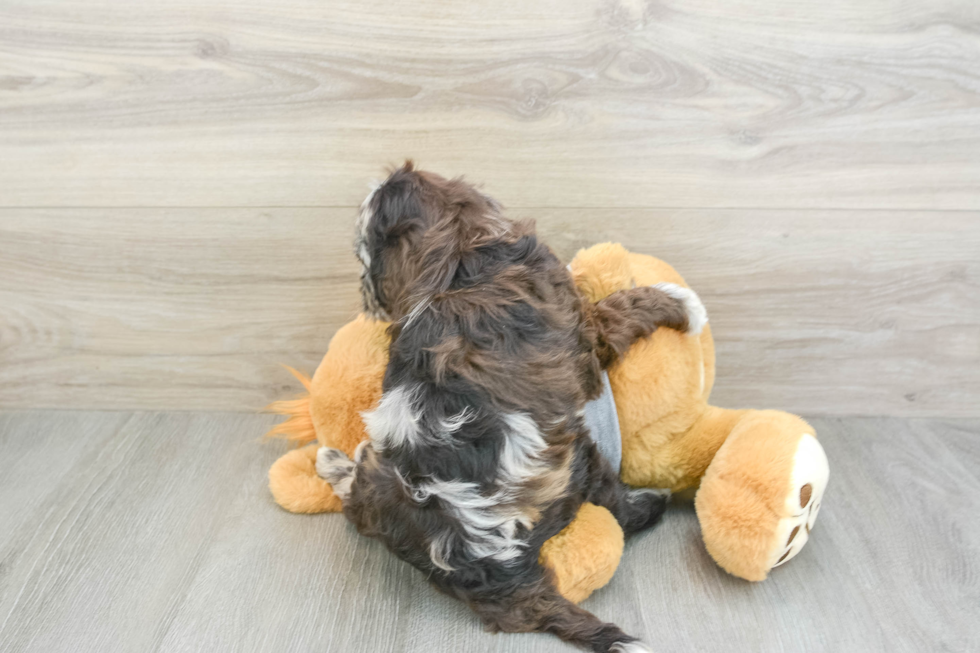 Mini Portidoodle Pup Being Cute