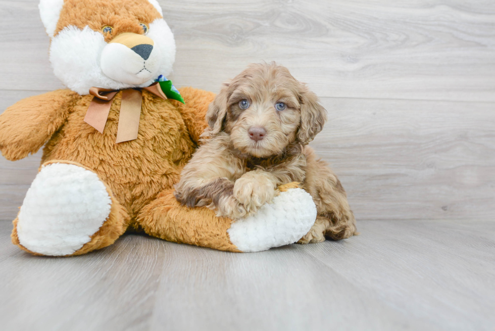 Mini Portidoodle Pup Being Cute