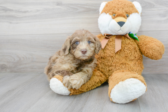 Mini Portidoodle Puppy for Adoption