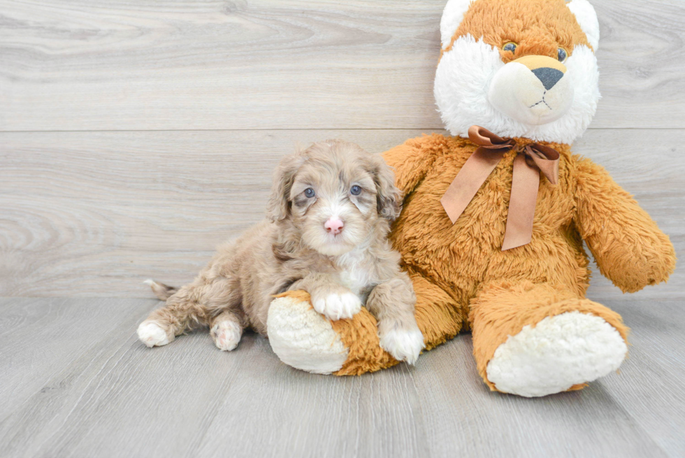 Mini Portidoodle Puppy for Adoption