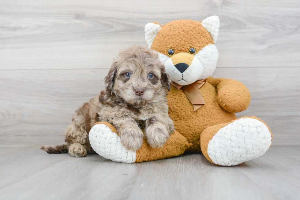 Popular Mini Portidoodle Poodle Mix Pup