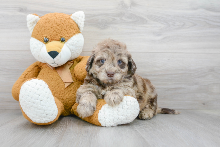 Petite Mini Portidoodle Poodle Mix Pup