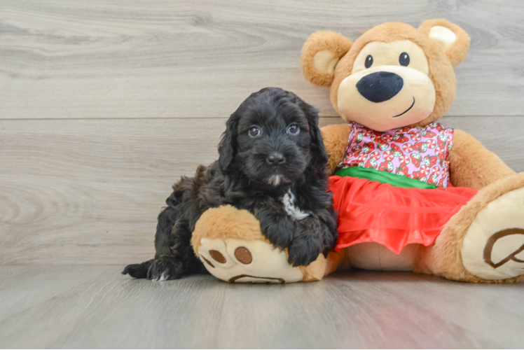 Best Mini Portidoodle Baby