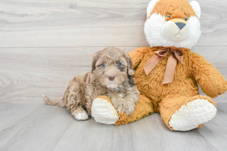 Fluffy Mini Portidoodle Poodle Mix Pup