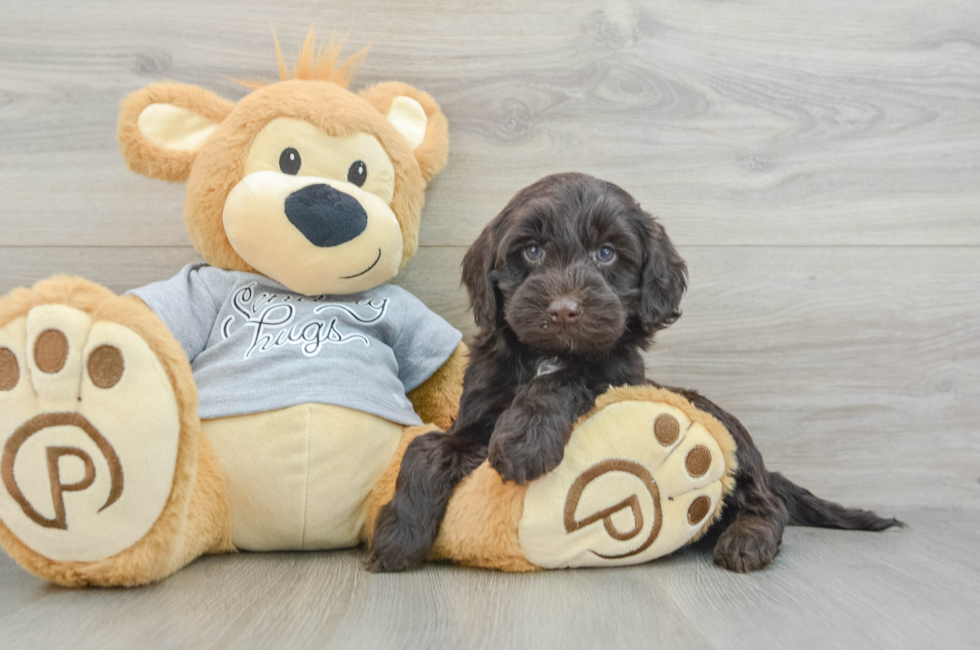 5 week old Mini Portidoodle Puppy For Sale - Premier Pups