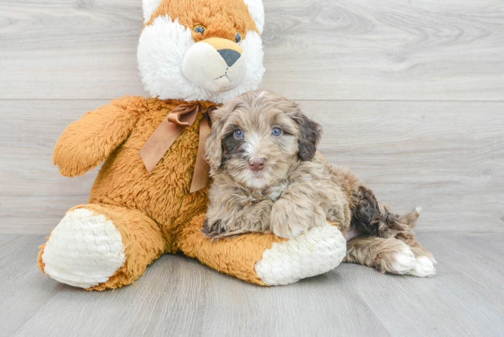 Sweet Mini Portidoodle Baby