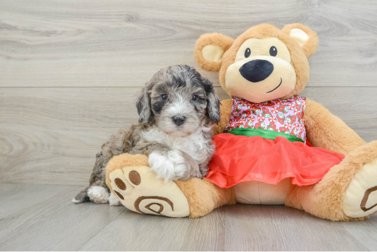 Mini Portidoodle Puppy for Adoption