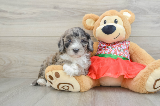 Mini Portidoodle Puppy for Adoption