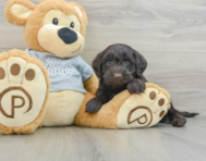 6 week old Mini Portidoodle Puppy For Sale - Premier Pups