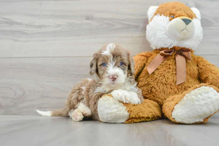 Popular Mini Portidoodle Poodle Mix Pup