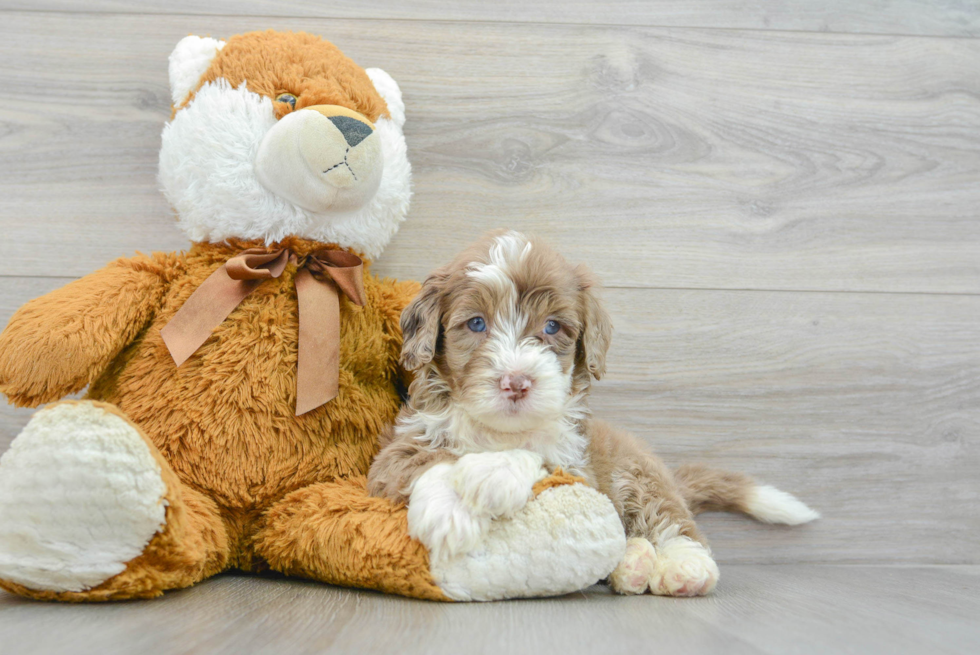 Friendly Mini Portidoodle Baby