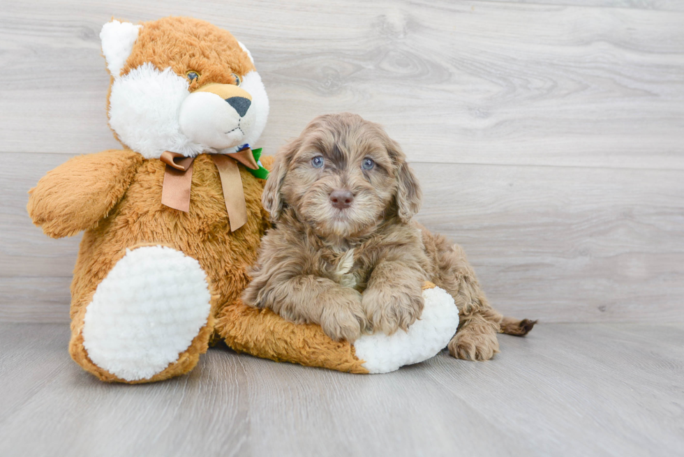 Little Portuguese Water Dog Poodle Mix Puppy