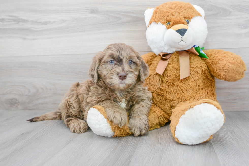 Mini Portidoodle Pup Being Cute