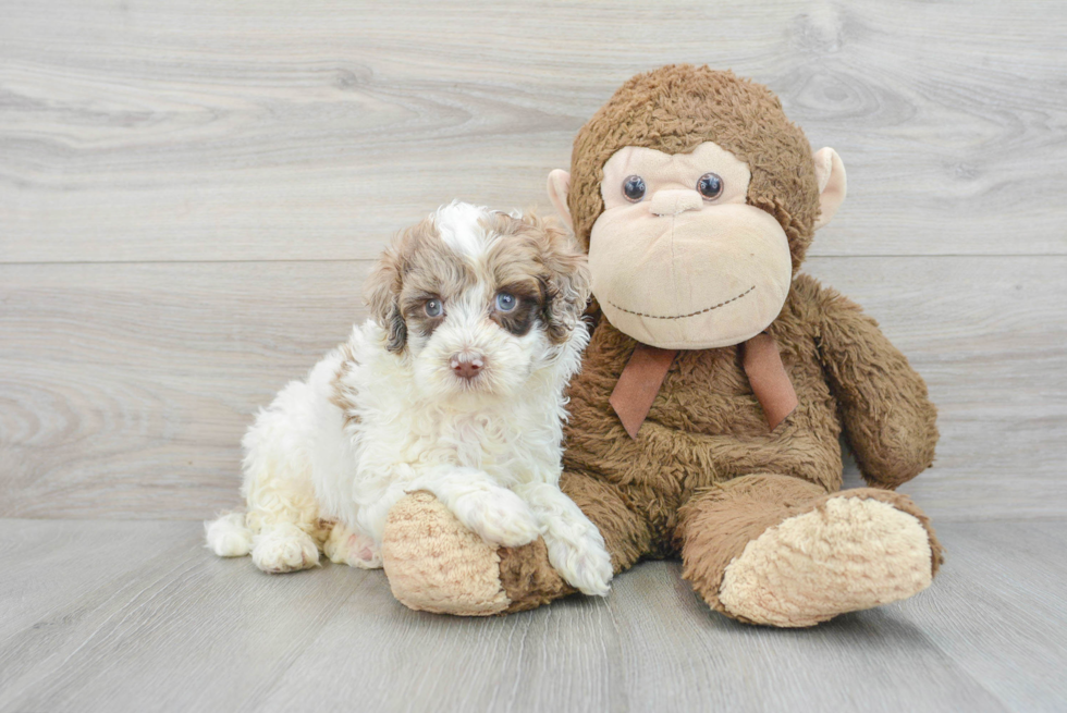 Best Mini Portidoodle Baby