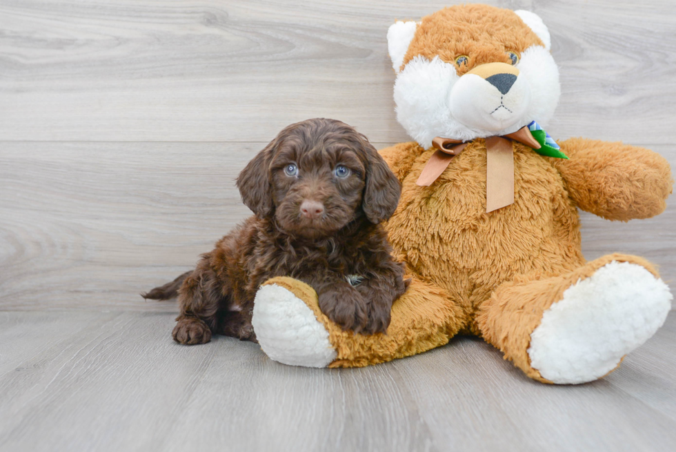 Energetic Portuguese Water Dog Poodle Mix Puppy