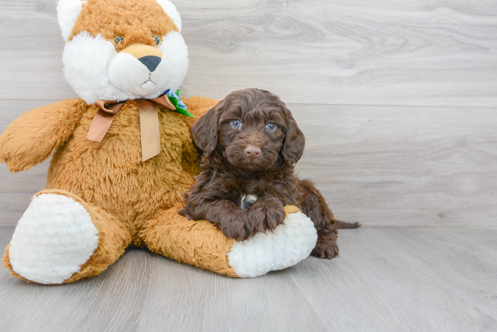 Hypoallergenic Portuguese Water Dog Poodle Mix Puppy