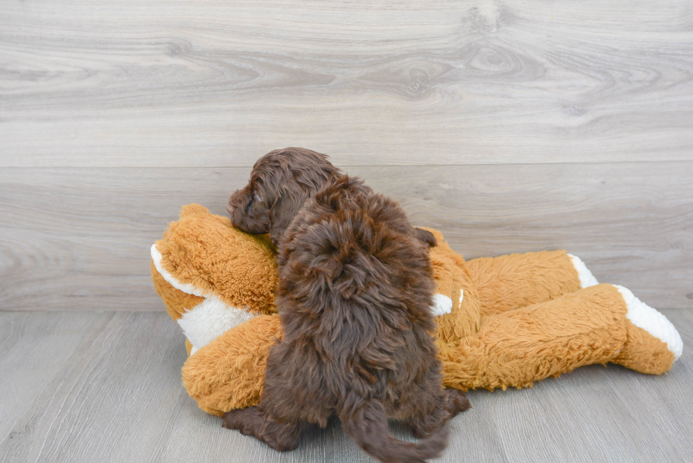 Fluffy Mini Portidoodle Poodle Mix Pup