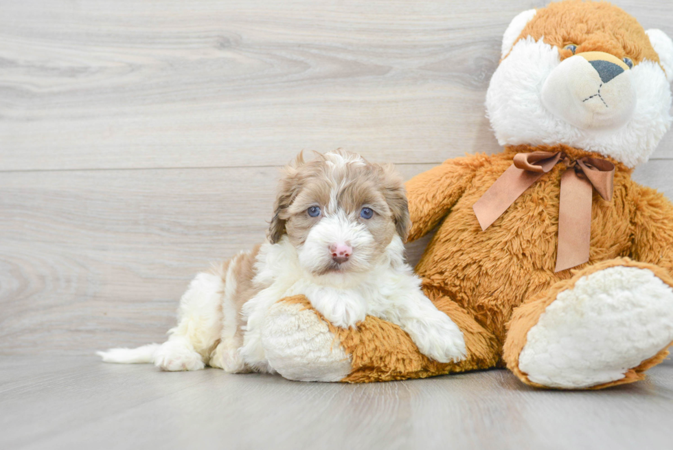 Fluffy Mini Portidoodle Poodle Mix Pup