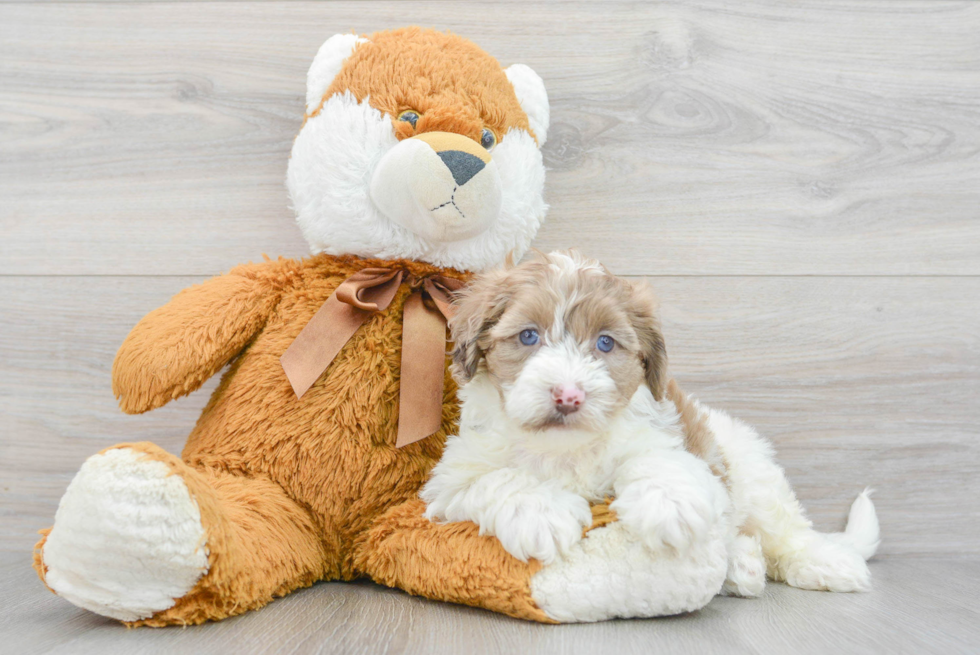 Sweet Mini Portidoodle Baby