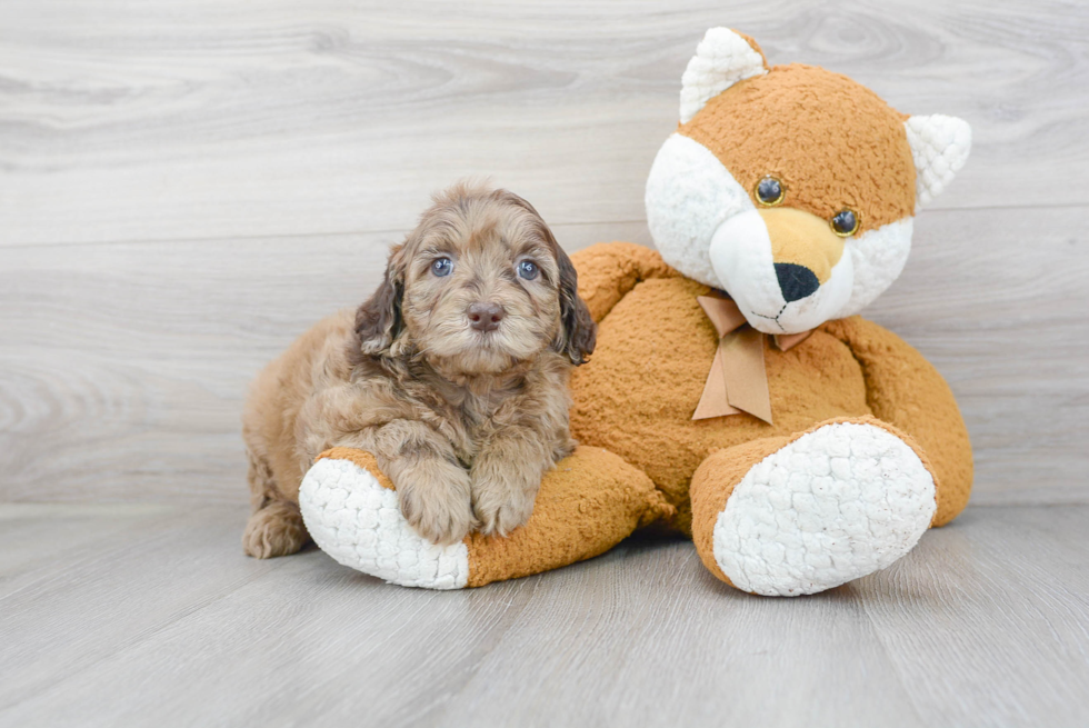 Petite Mini Portidoodle Poodle Mix Pup