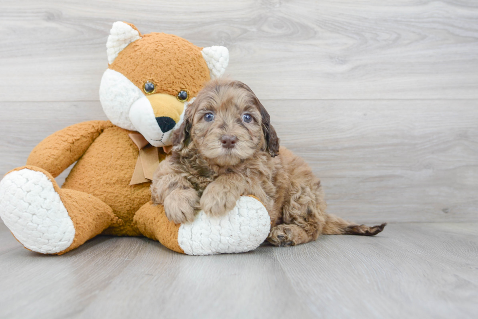 Fluffy Mini Portidoodle Poodle Mix Pup