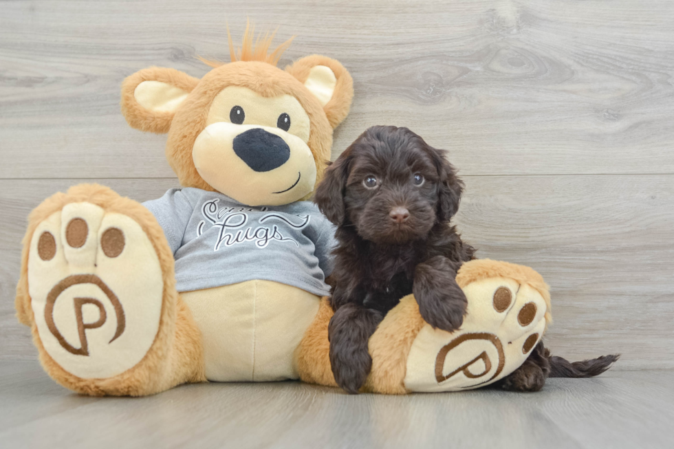 Playful Portidoo Poodle Mix Puppy