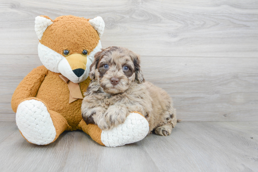 Popular Mini Portidoodle Poodle Mix Pup