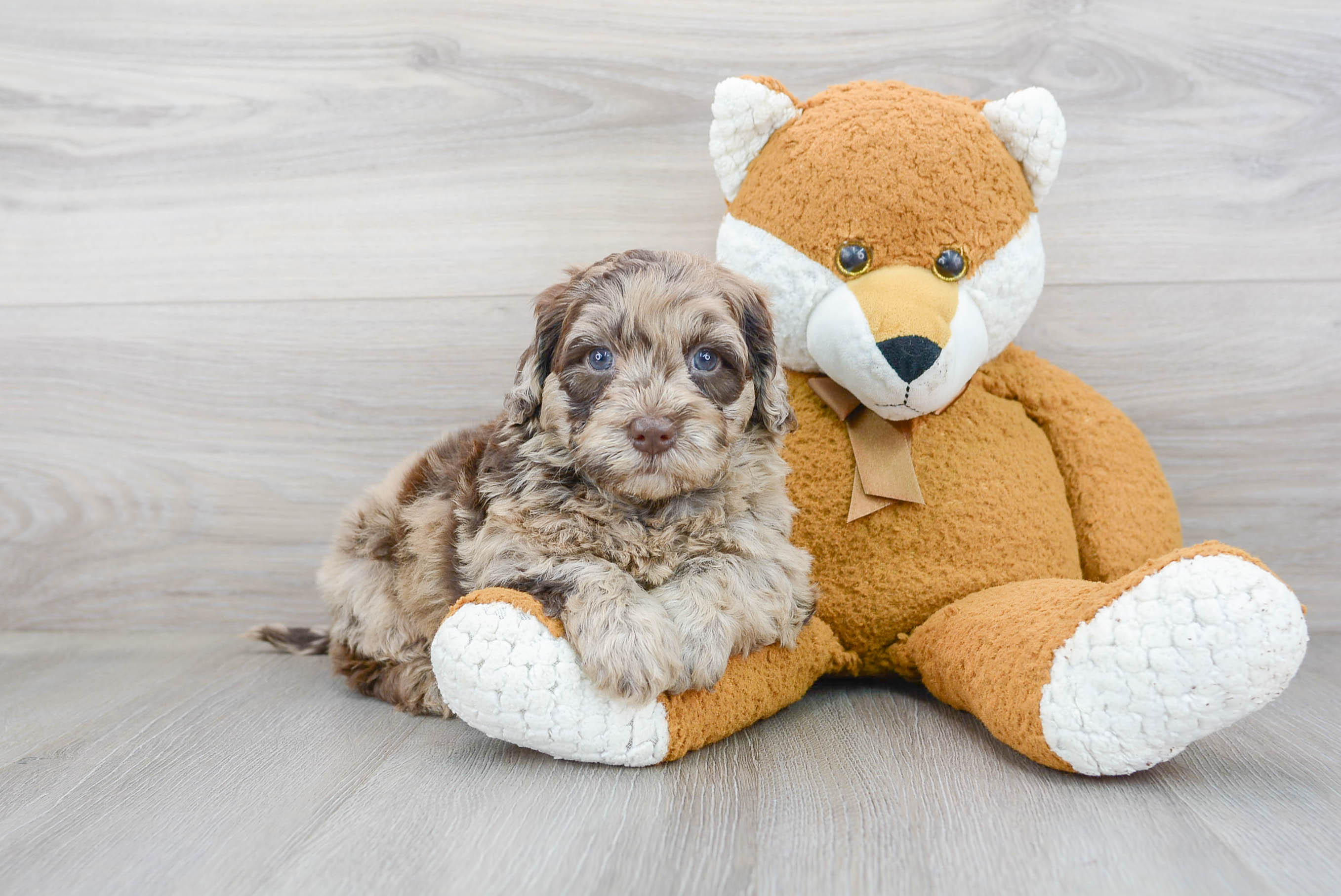 Smart Mini Portidoodle Poodle Mix Pup