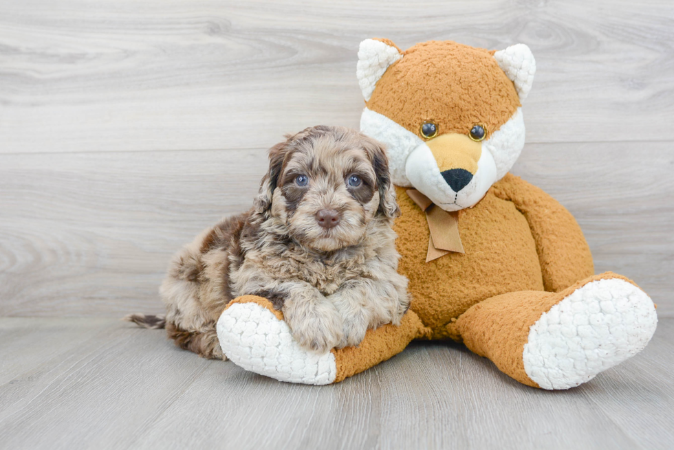 Smart Mini Portidoodle Poodle Mix Pup