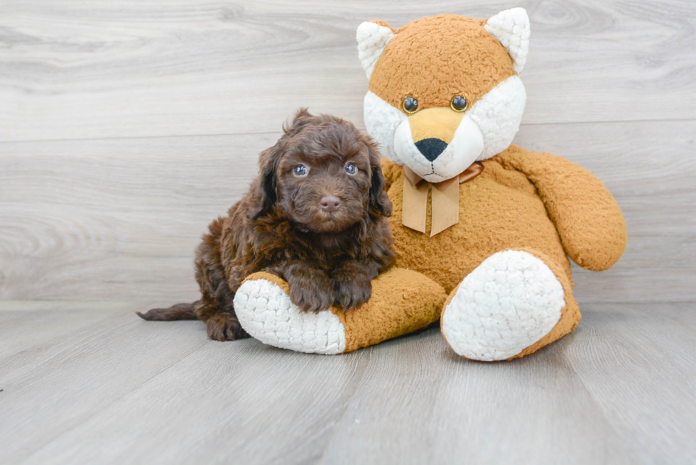 Mini Portidoodle Pup Being Cute