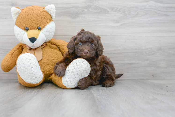 Hypoallergenic Portuguese Water Dog Poodle Mix Puppy