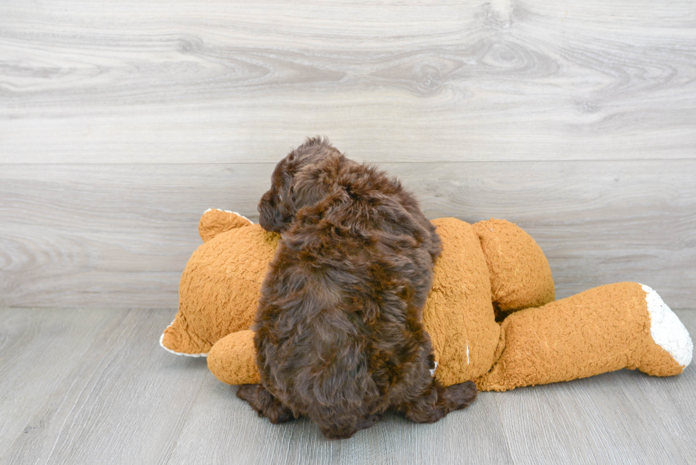 Petite Mini Portidoodle Poodle Mix Pup