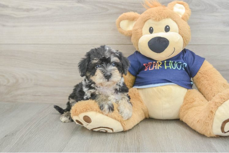 Cute Mini Schnoodle Poodle Mix Puppy