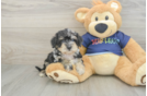 Cute Mini Schnoodle Poodle Mix Puppy