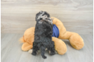 Mini Schnoodle Pup Being Cute
